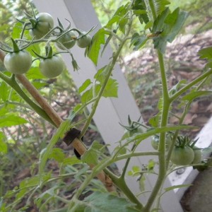 Little tomatoes, ripening on the vine