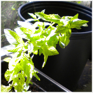 Spearmint
