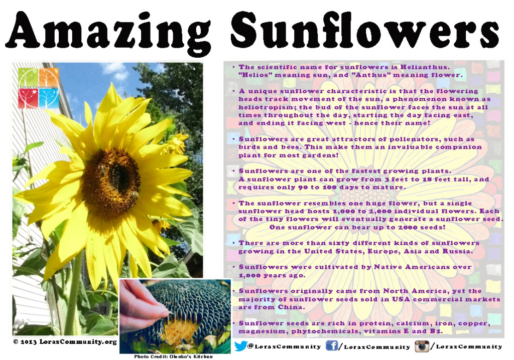 Amazing Sunflowers